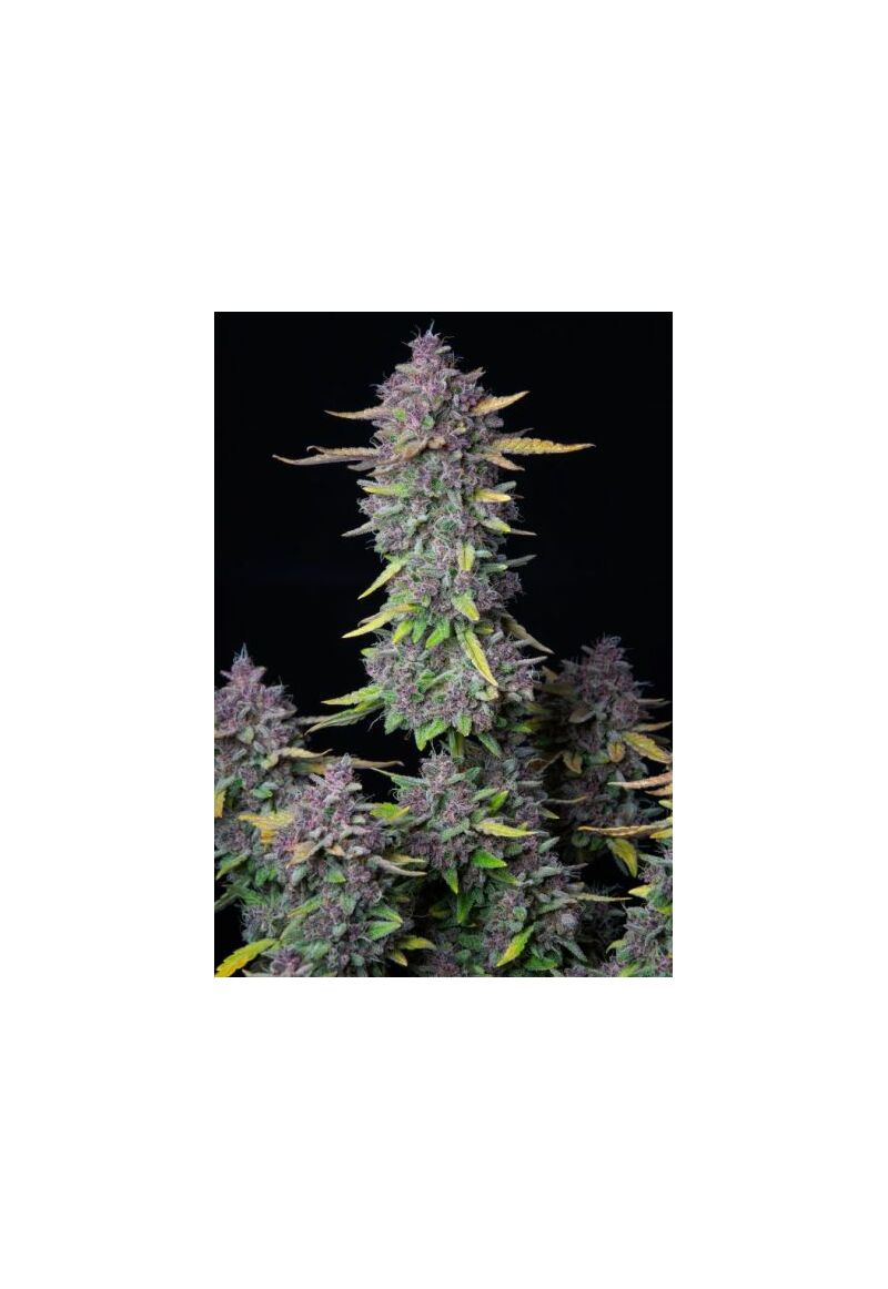 Auto Purple Punch, Фасовка: 5, изображение 4